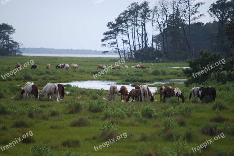 Chincoteague Island Wild Ponies Grazing Free Photos