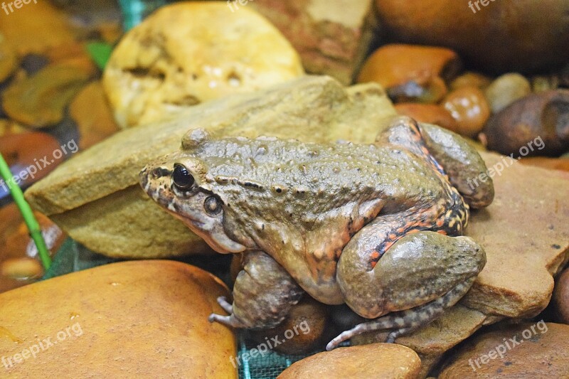 Frog Animal Amphibians Free Photos