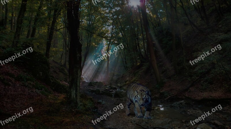 Forest Tiger Nature Animal Wildlife