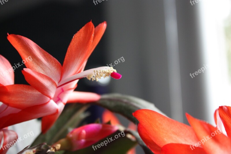 Cactus Flowers Epiphyllum Hybrid Plants Botany