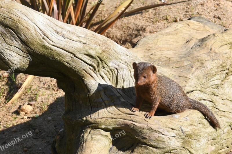 Mongoose Mongoose Dwarf Zoo Nikon D850 Free Photos