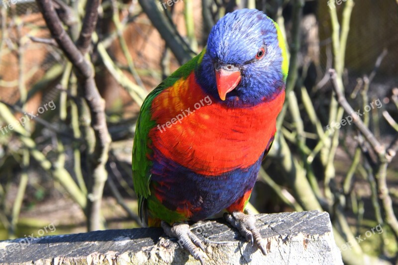 Bird Loriquet Parrot Colorful Zoo