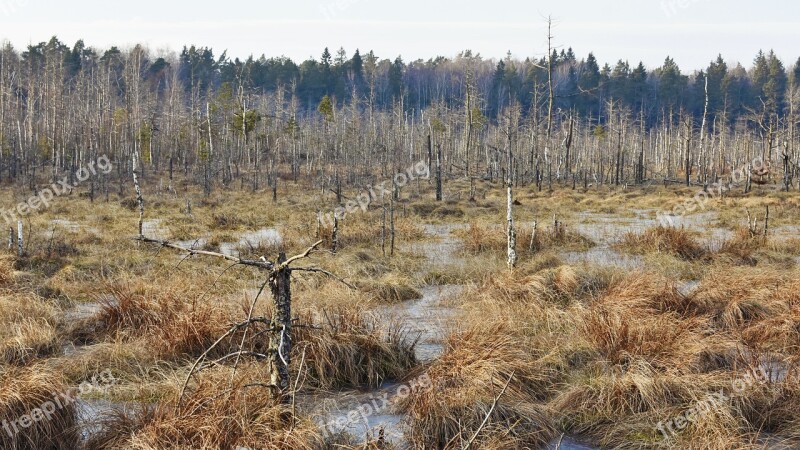 Swamp Trees Forest Evening Winter