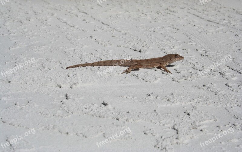 Lizard Florida Travel Reptile Vacation