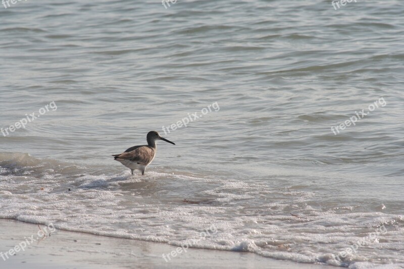 Bird Florida Beach Nature Water