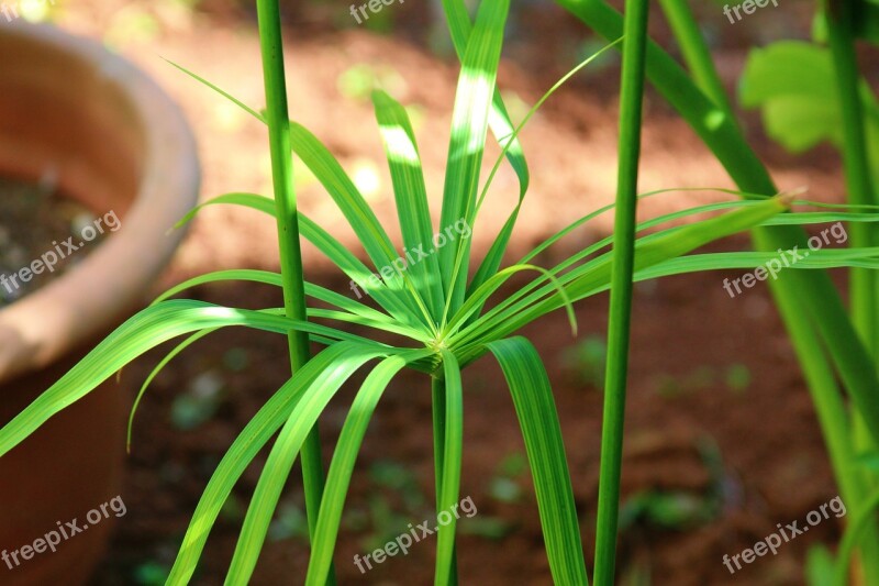 Garden Papyrus Green Leaves Free Photos