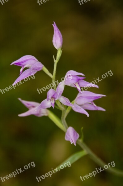 Cephalanthera Helleborine Orchid Blossom Bloom