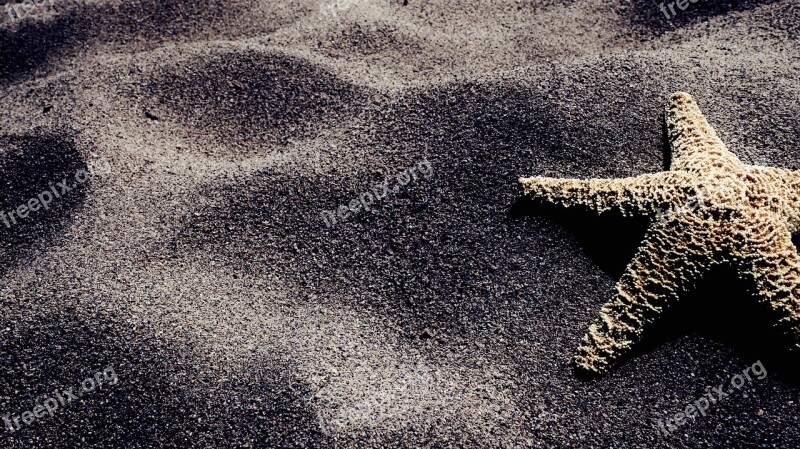 Starfish Sand Beach Summer Sea