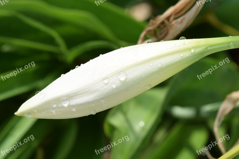 Flower Rain Drop Plant Garden