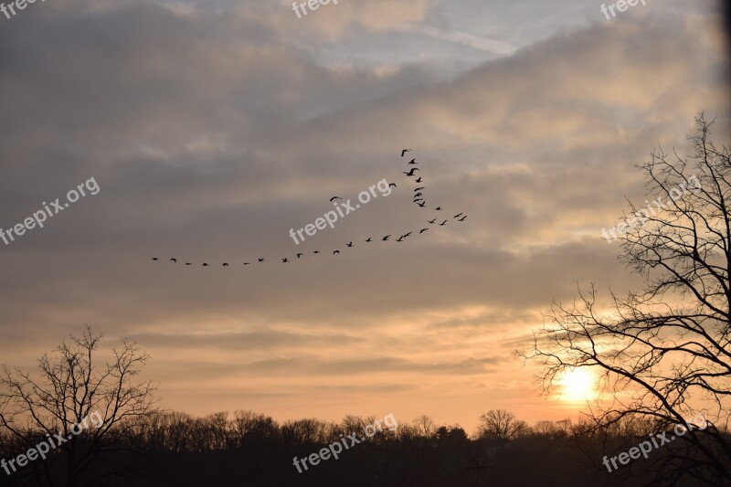 Nature Sun Sunset Birds Afternoon