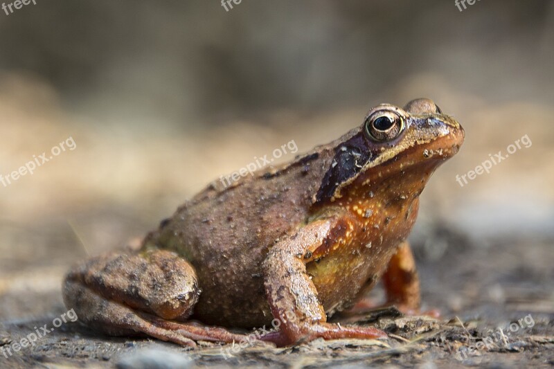 Frog Macro Nature Amphibian Animal