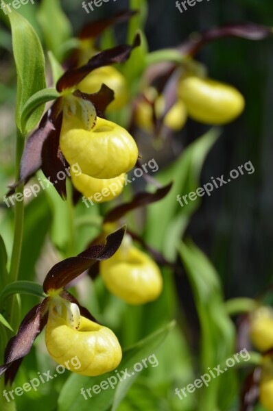 Frauenschuh Blossom Bloom Orchid Flower