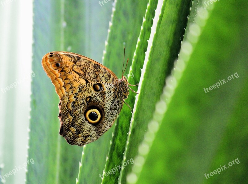 Butterfly Detail Cactus Insect Wings