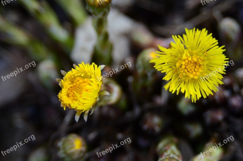 Tussilago Farfara Early Spring Flower March Yellow