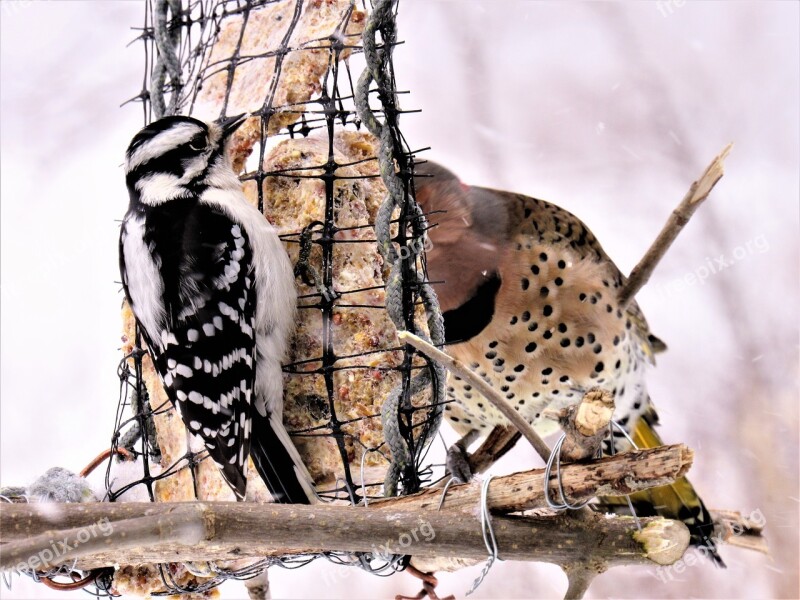 Woodpeckers Flicker Woodpecker Downy Woodpecker Together Feeding