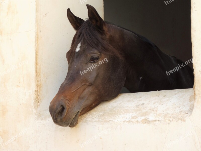 Horse Window Rausschauen Horse Head Free Photos