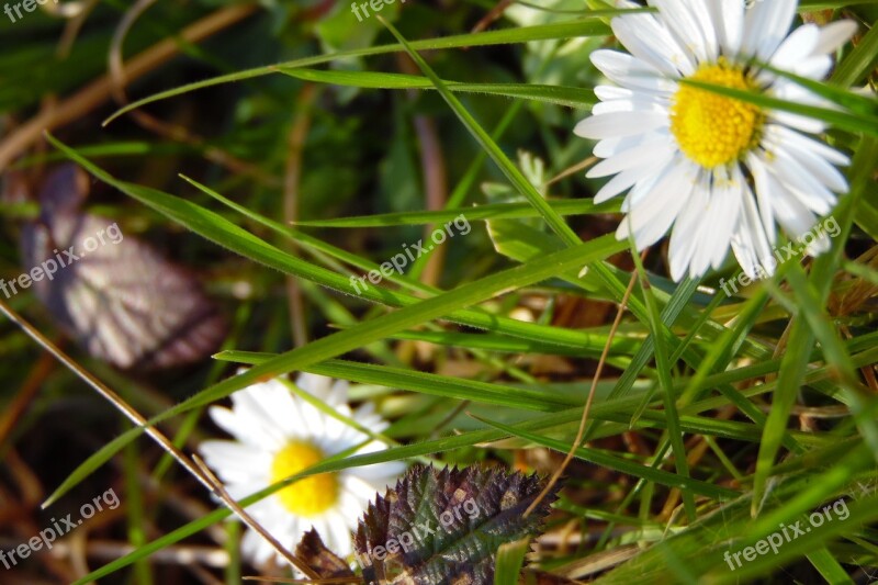 Flower White Marguerite Wild Plants