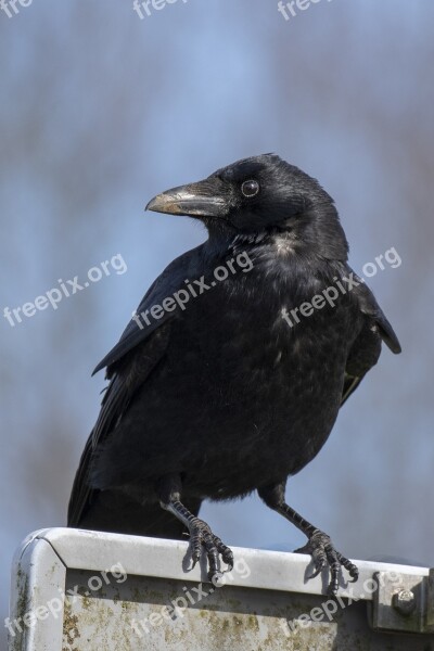 Bird Crow Feather Plumage Black