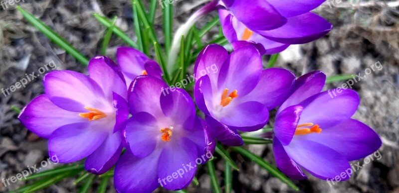 Crocus Flowers Violet Nature Flora