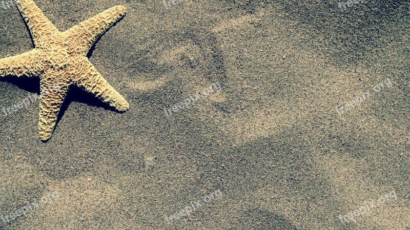 Starfish Sand Beach Summer Nature