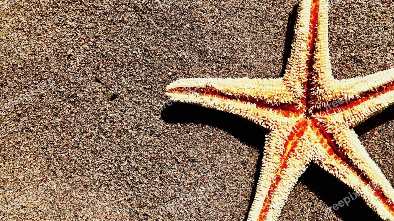 Sand Starfish Beach Summer Sea