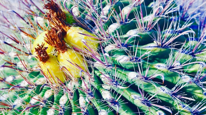 Cactus Desert Plant Prickly Succulent