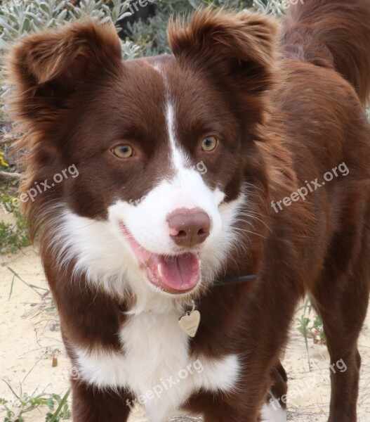 Dog Collie Pet Portrait Cute