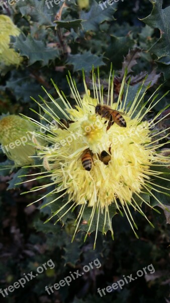 Bees Flower Yellow Nature Plant