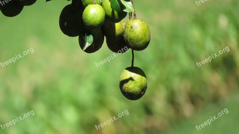 Mango Fruit Tree Green Cluster