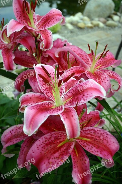 Lily Flower Blossomed Garden Summer