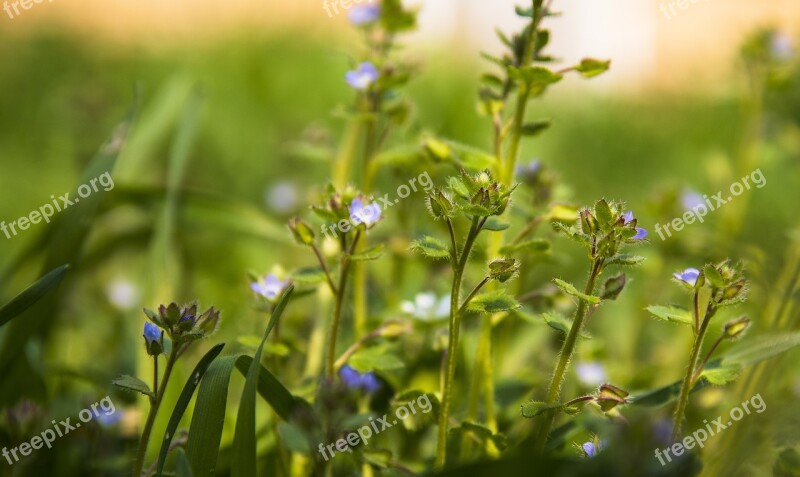 Grass Meadow Green Flowers Herbs