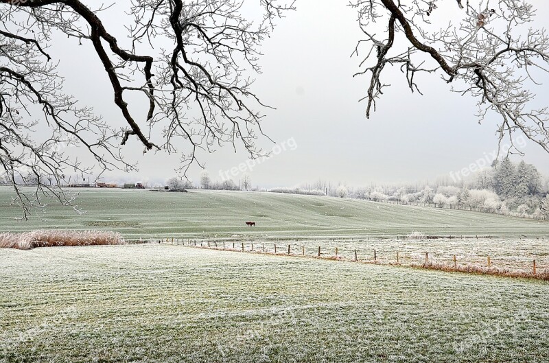 Frost Field Cows Nature Landscape