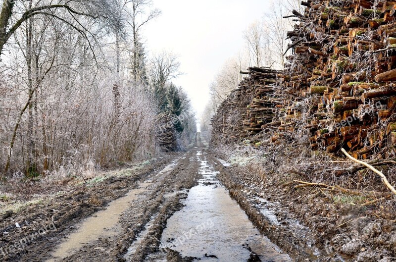 Wood Forest Logs Frost Path