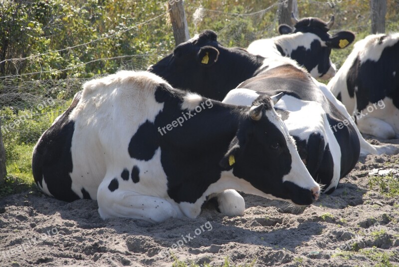 Cow Flock Cattle Agriculture Dairy