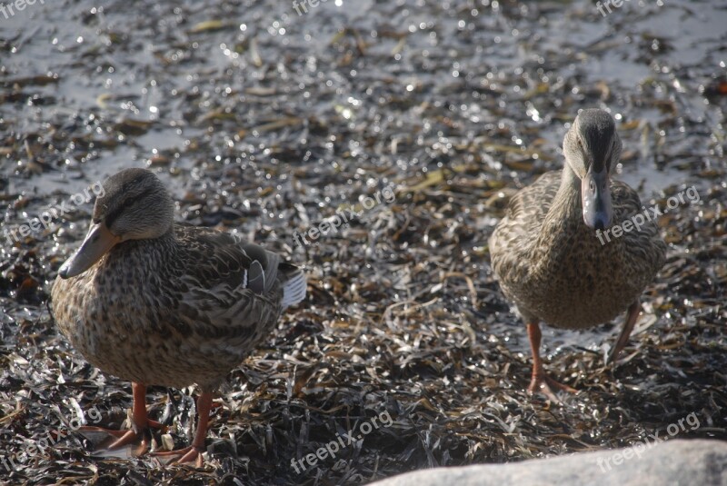 Ducks Stones Beach Waterfowl Two