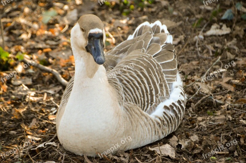 Goose Bird Plumage Wing Poultry