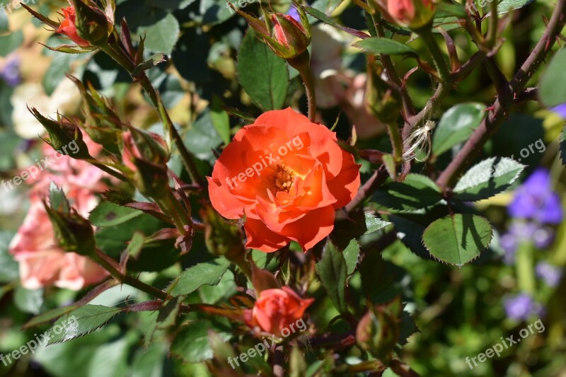 Garden Roses Flowers Nature Summer