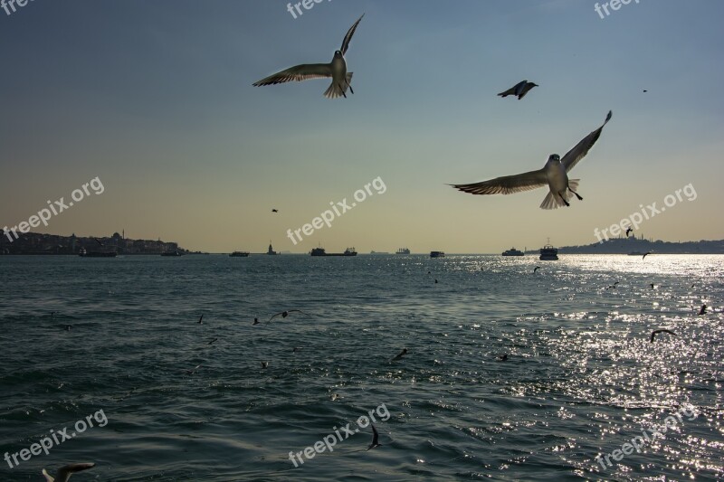 Istanbul Marine Sky Turkey Blue