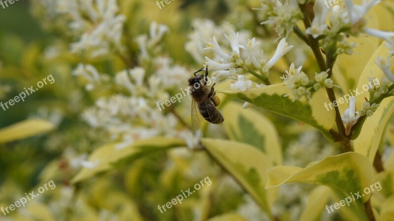 Garden Flower Blossom Bloom Bee