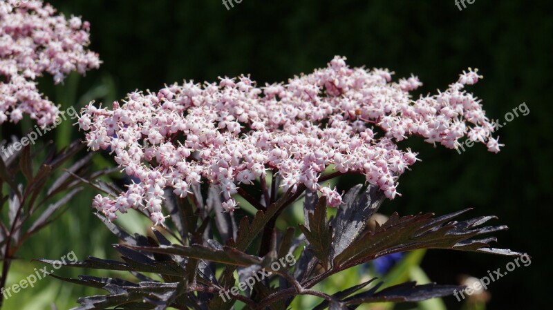 Garden Blossom Bloom Elder Free Photos