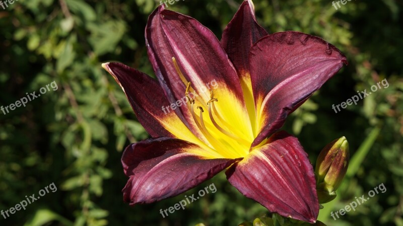 Flowers Blossom Bloom Macro Daylily