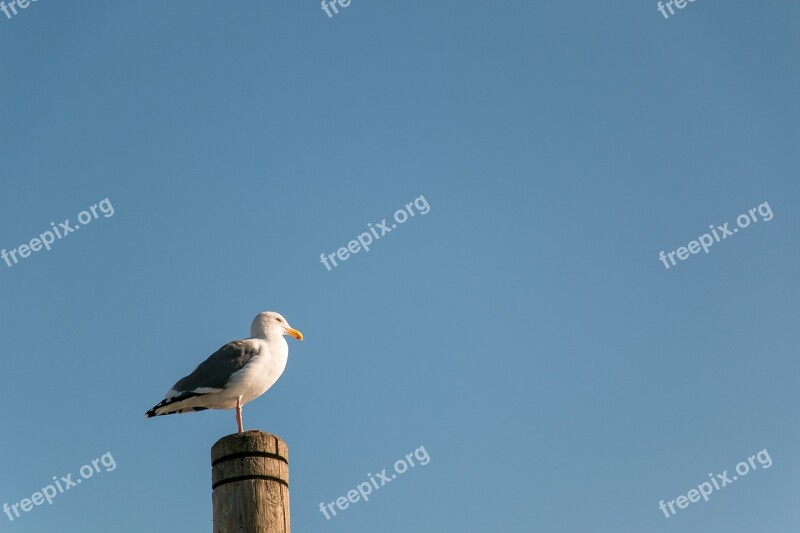 Seabird Bird Seagull Ocean Nature