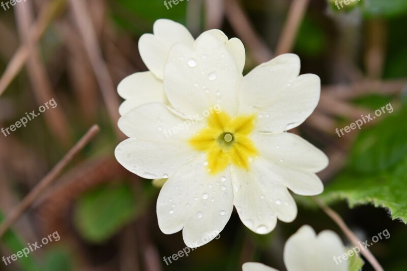 Flower Flower Primrose Spring Primrose Yellow