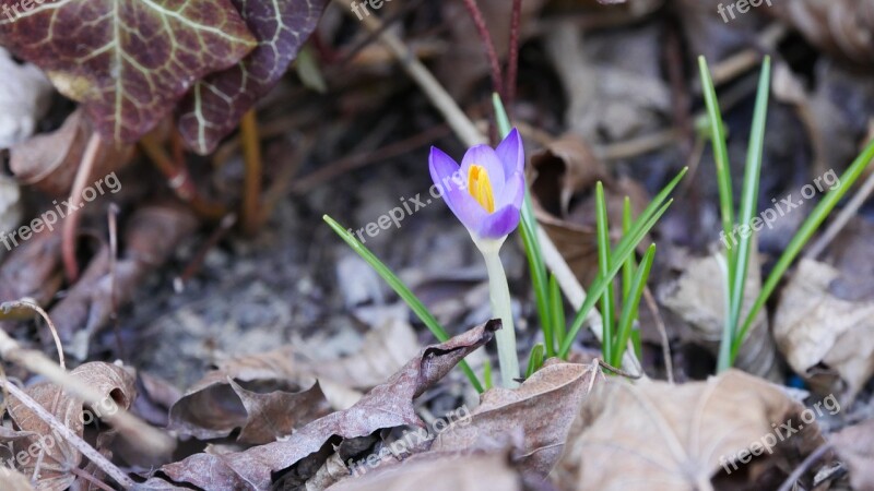 Crocus Spring Nature Flower Purple