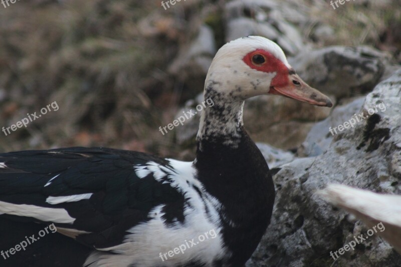 Duck Animal Farm Animal Black Duck Nature