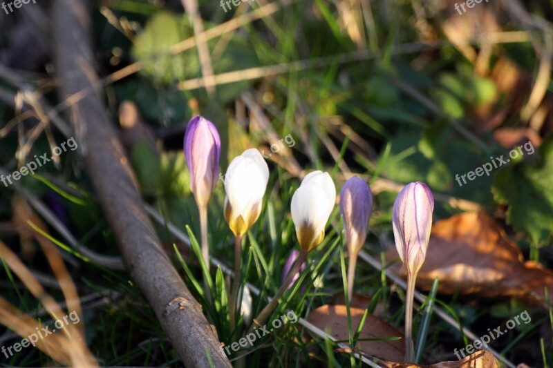 Walk In The Park Hh Hamburgensien Crocus Spring