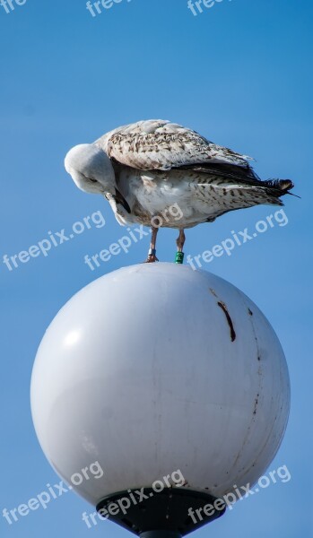 Seagull Bird Replacement Lamp Sky Blue