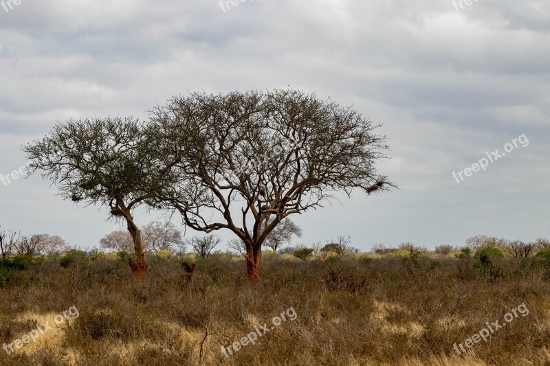 Africa Kenya Safari Nature Wilderness