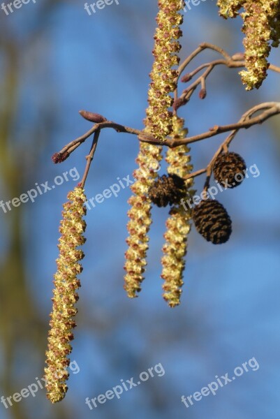 Hazel Kittens Spring Ditch Hairy