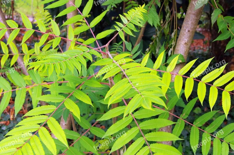 Sumac Rhus Typhyna Staghorn Shrub Foliage